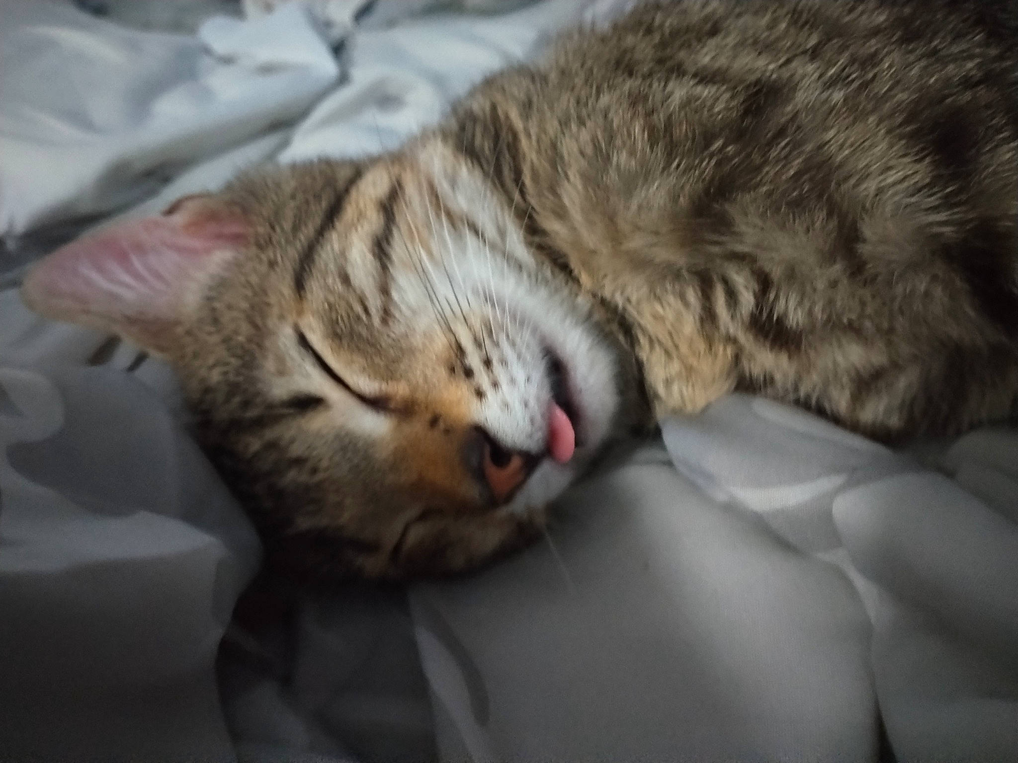 Mookie is registered to the contest to win money with this photo: carnivore, cat, cat_supply, claw, close_up, comfort, domestic_short_haired_cat, felidae, fur, grey, nap, paw, sitting, sleep, small_to_medium_sized_cats, snout, whiskers, wildlife