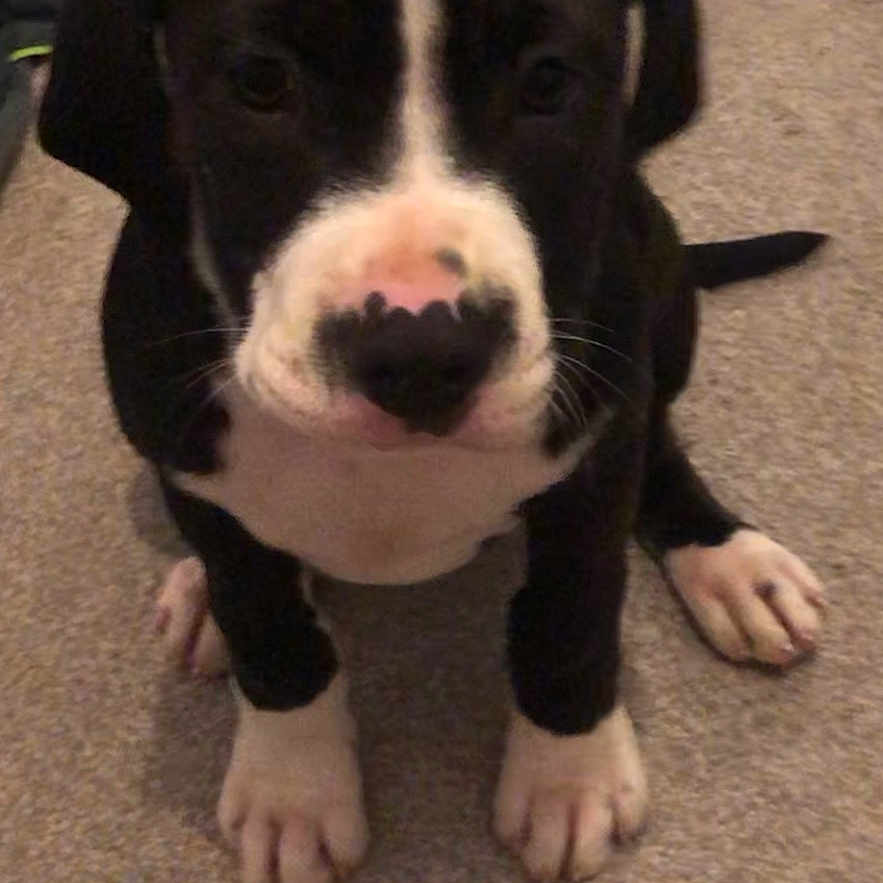 Valentina joined the competition — help win amazing prizes! accessories, animal, ball, bostonbull, boxer, bulldog, canine, dog, greatdane, hound, labradorretriever, pet, pitbull, pointer, puppy, snout, sport, strap, tennis, whitedog