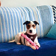 Teddy a rejoint le concours — aidez-le/la à gagner de superbes lots ! dog, puppy, pet, animal, sitting, couch, sofa, pillow, cushion, blue, striped, pink, toy, chew_toy, collar, indoors, home, portrait, front_facing, cute