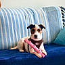 dog, puppy, pet, animal, sitting, couch, sofa, pillow, cushion, blue, striped, pink, toy, chew_toy, collar, indoors, home, portrait, front_facing, cute