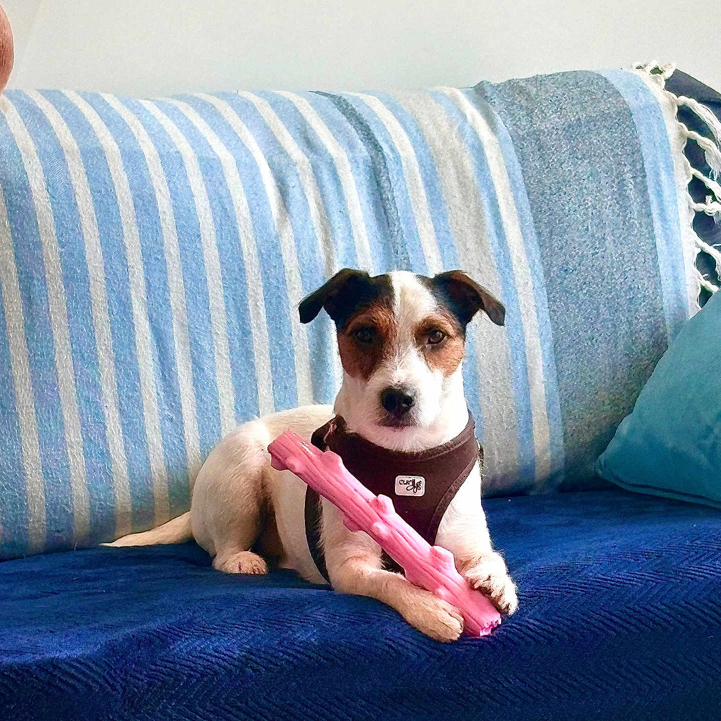 Teddy