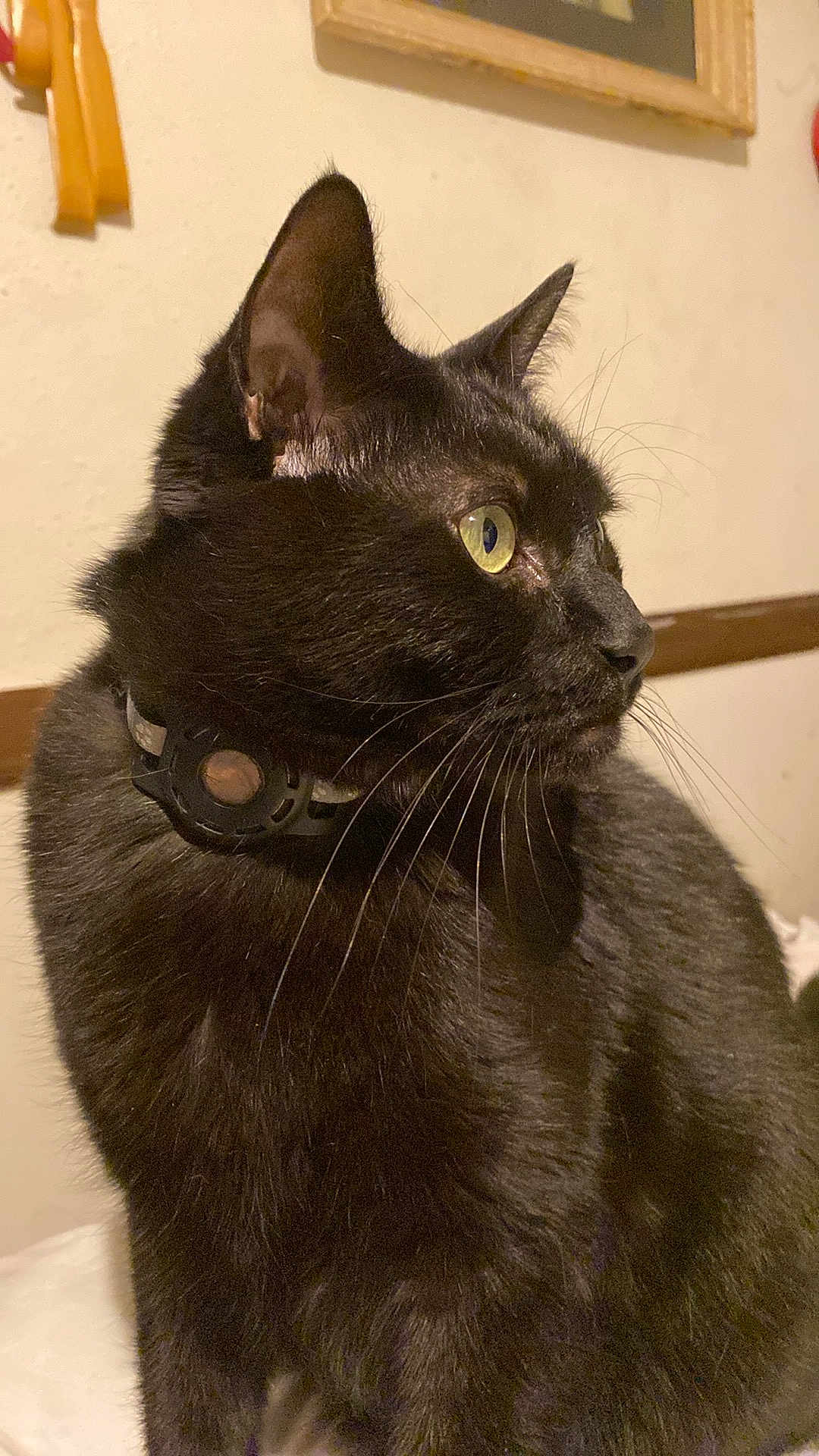 Rambo