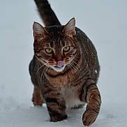 Vegas participe au concours pour gagner de l'argent avec cette photo : animal, cat, cold, cute, feline, focused, fur, green_eyes, mammal, nature, outdoor, playful, predator, snow, tabby, tongue, walking, whiskers, wildlife, winter