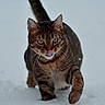 animal, cat, cold, cute, feline, focused, fur, green_eyes, mammal, nature, outdoor, playful, predator, snow, tabby, tongue, walking, whiskers, wildlife, winter