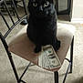 animal, black_cat, carpet, cat, chair, curious, dollar_bills, domestic, eyes, feline, furniture, guarding, home, indoor, looking, money, paw, pet, sitting, stack