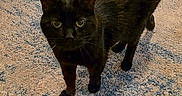 Hendo joined the competition — help win amazing prizes! alert, animal, black_cat, carpet, cat, couch, cozy, curious, domestic, ears, eyes, feline, floor, fur, home, indoor, mammal, pet, rug, whiskers