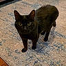 alert, animal, black_cat, carpet, cat, couch, cozy, curious, domestic, ears, eyes, feline, floor, fur, home, indoor, mammal, pet, rug, whiskers