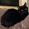 Hendo is registered to the contest to win money with this photo: animal, black_cat, blanket, cat, comfort, cozy, cute, domestic_animal, ears, eyes, feline, fur, indoor, pet, purple, relaxation, resting, sleepy, whiskers, window