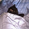 animal, bed, bedding, bedroom, bedsheet, black_cat, blanket, cat, cozy, furry, indoor, lying_down, nap, paw, pet, portrait, relaxed, resting, sleeping, striped