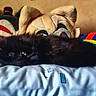 Kuro participe au concours pour gagner de l'argent avec cette photo : animal, bed, black_cat, blanket, cat, close_up, colorful, feline, fluffy, fur, indoors, lying_down, pet, plush_toy, portrait, relaxed, sleeping, stuffed_animal, whiskers, yellow_eyes
