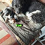dog, puppy, adult_dog, dog_bed, blanket, toy, plush_toy, green_rubber_bone, tiled_floor, fur, paw, indoor, resting, mother_and_puppy, close_up, home_interior, camera_timestamp, camera_watermark, floor_tiles, cozy