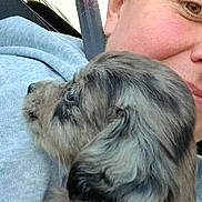 Alki participe au concours pour gagner de l'argent avec cette photo : dog, puppy, human_face, person, car, seatbelt, window, hoodie, hair, fur, closeup, portrait, cuddle, snout, ear, cheek, seat, travel, vehicle_interior, cozy