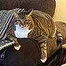 cat, tabby_cat, brown_couch, striped_pillow, indoor, pet, feline, relaxed, lounging, white_paws, white_chest, striped_tail, comfortable, cozy, household, fur, whiskers, ears, resting, living_room