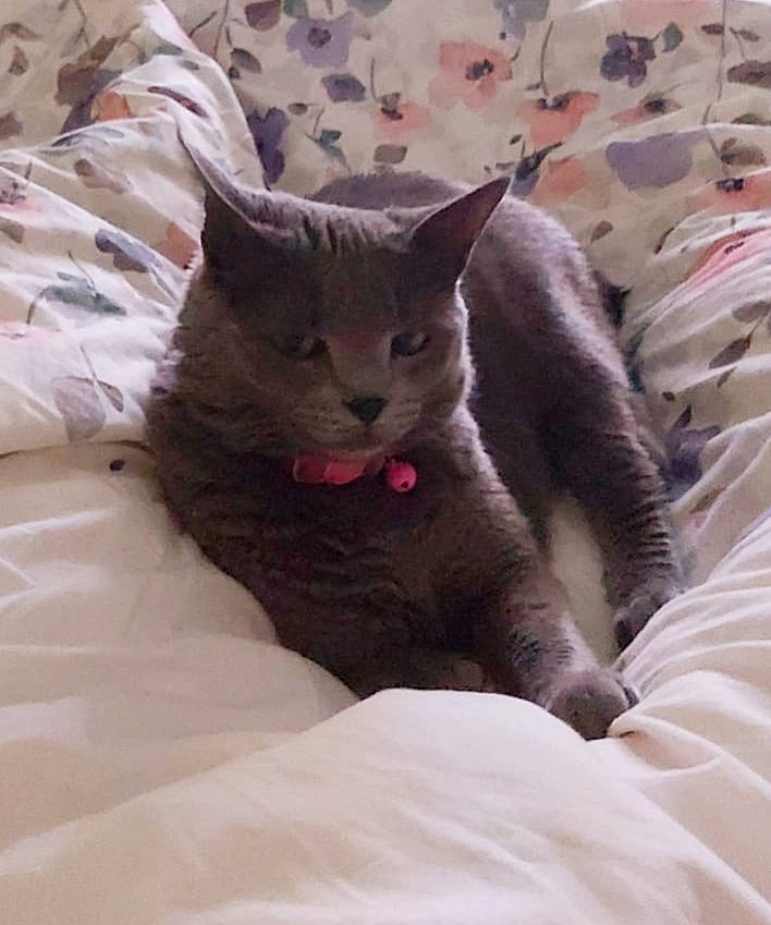 Sélène participe au concours pour gagner de l'argent avec cette photo : black_cat, carnivore, cat, cat_supply, claw, comfort, domestic_short_haired_cat, felidae, fur, grey, linens, nap, paw, sitting, small_to_medium_sized_cats, snout, tail, terrestrial_animal, whiskers