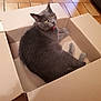 Sélène participe au concours pour gagner de l'argent avec cette photo : bed, black_cat, box, carnivore, carton, cat, cat_supply, comfort, domestic_short_haired_cat, felidae, flooring, fur, grey, paw, room, shipping_box, small_to_medium_sized_cats, table, tail, whiskers