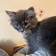 Pigeon is registered to the contest to win money with this photo: kitten, gray_cat, furry, pet, animal, cute, indoors, cozy, soft, whiskers, ears, young_cat, domestic_cat, feline, bed, blanket, wall, sticker, close_up, curious