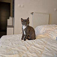 Minou a rejoint le concours — aidez-le/la à gagner de superbes lots ! kitten, cat, gray_cat, white_fur, bed, blanket, indoor, cozy, furniture, radiator, pet, animal, cute, sitting, fur, young_cat, domestic_cat, soft_texture, neutral_colors, home