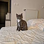 kitten, cat, gray_cat, white_fur, bed, blanket, indoor, cozy, furniture, radiator, pet, animal, cute, sitting, fur, young_cat, domestic_cat, soft_texture, neutral_colors, home