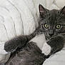 kitten, cat, gray_cat, white_paws, whiskers, soft_blanket, plush, cute, pet, animal, feline, indoor, cozy, resting, fur, young_cat, closeup, eyes, relaxed, domestic_cat