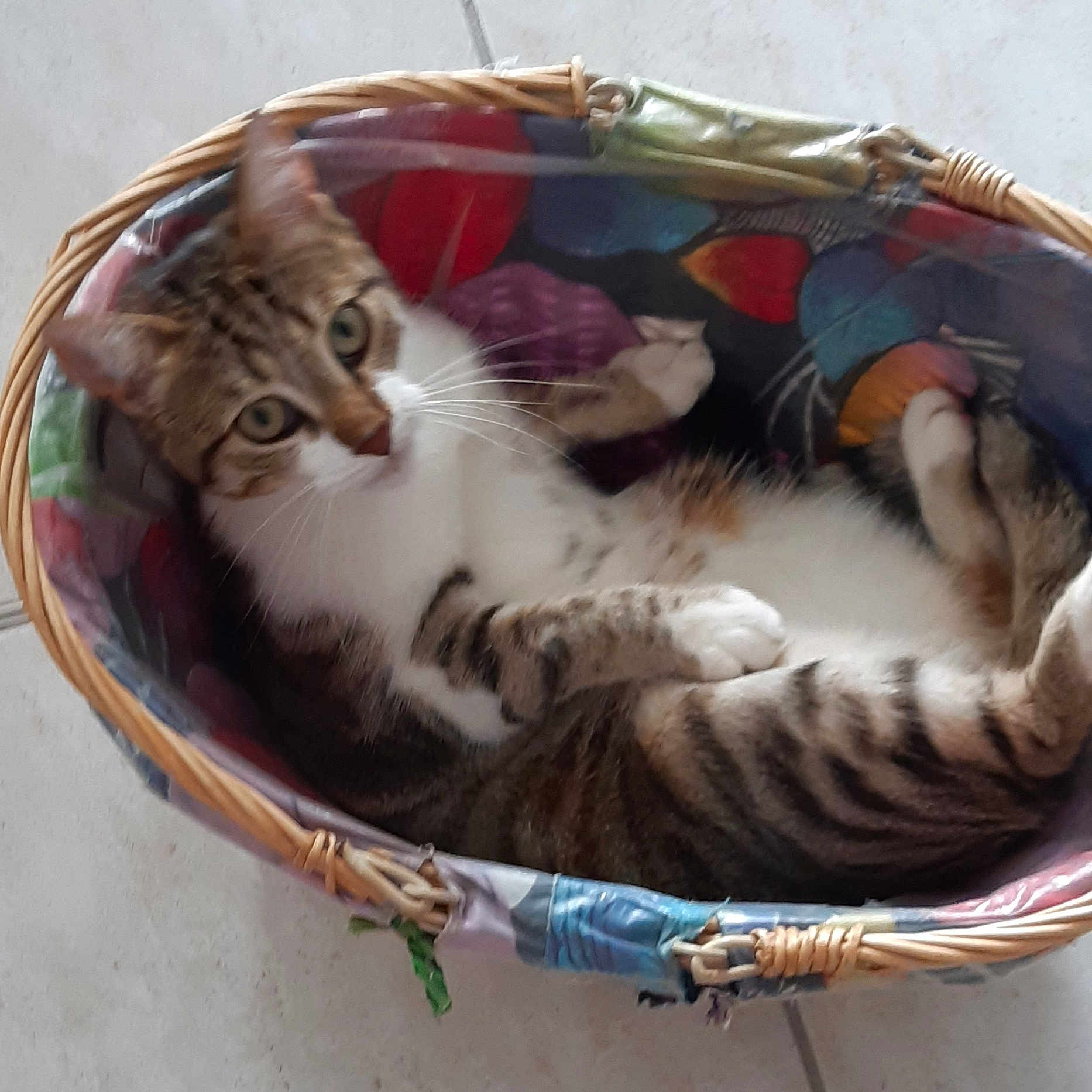 Pimousse a rejoint le concours — aidez-le/la à gagner de superbes lots ! bag, basket, carnivore, cat, cat_bed, cat_supply, comfort, domestic_short_haired_cat, fawn, felidae, fur, luggage_and_bags, paw, pet_supply, small_to_medium_sized_cats, tail, tree, vertebrate, whiskers, window