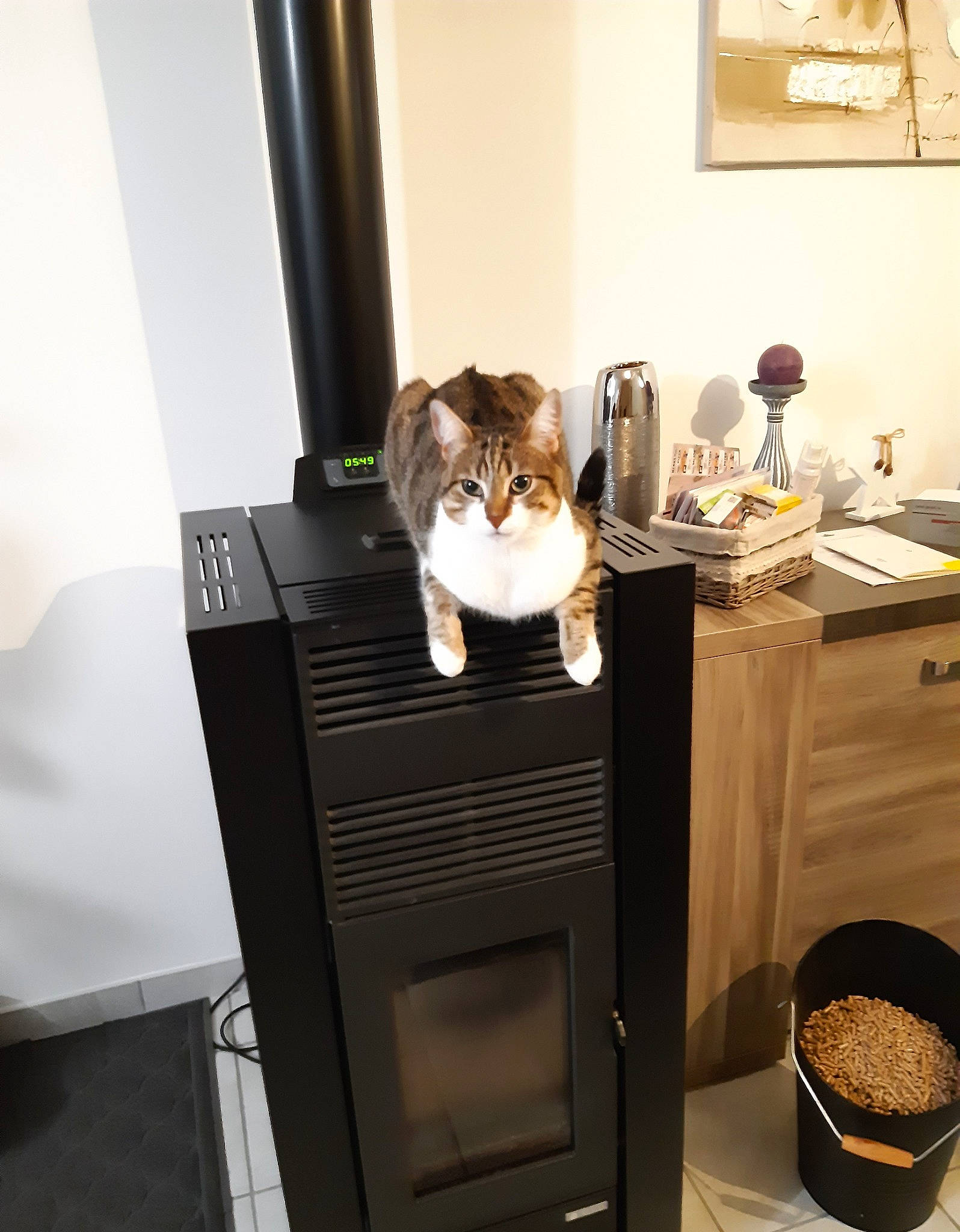 Pimousse participe au concours pour gagner de l'argent avec cette photo : audio_equipment, cabinetry, cat, chest_of_drawers, comfort, computer_desk, desk, drawer, eyewear, felidae, floor, flooring, hardwood, home_appliance, houseplant, kitchen, picture_frame, room, table, wood