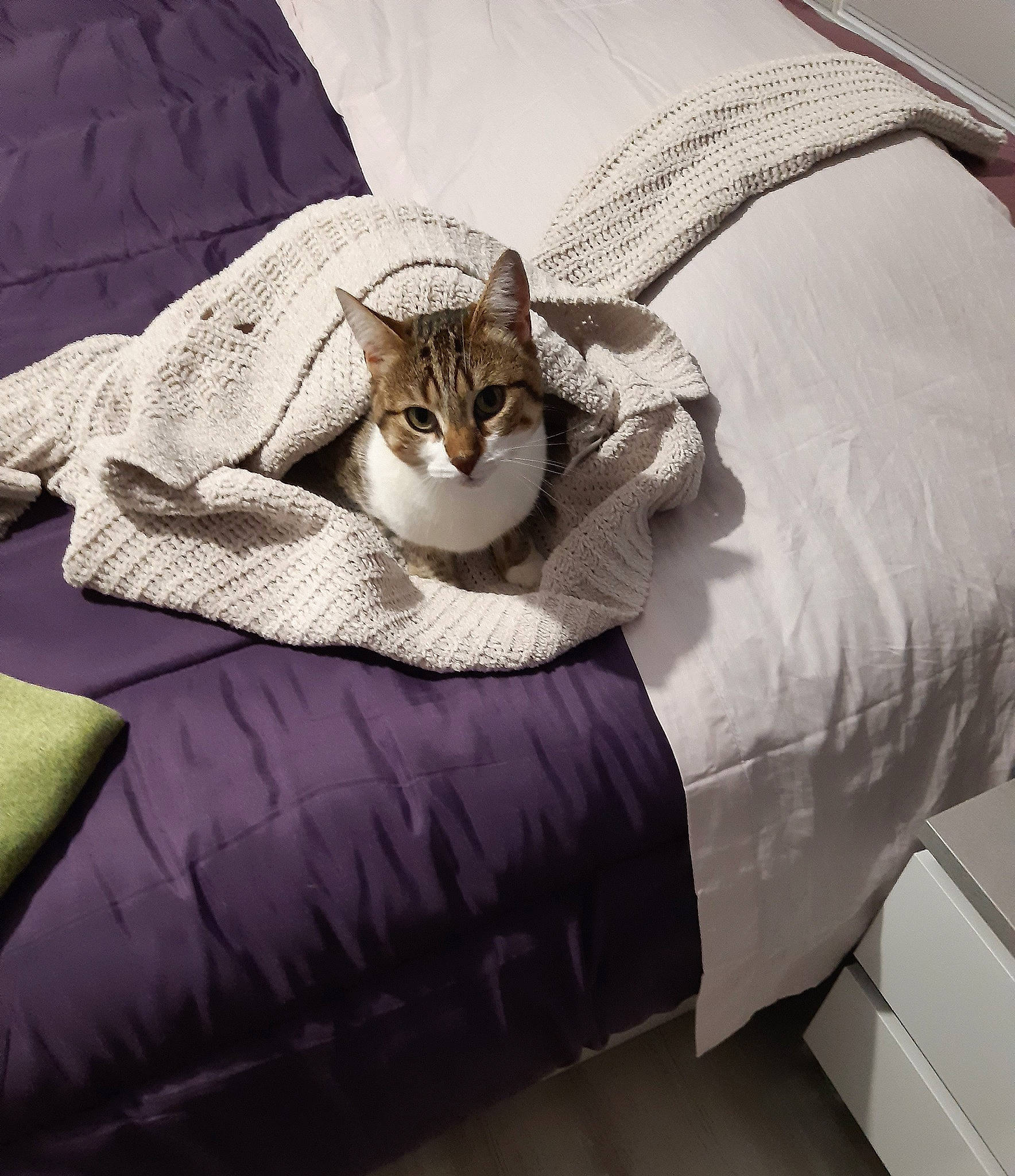 Pimousse a rejoint le concours — aidez-le/la à gagner de superbes lots ! bed, bed_frame, bed_sheet, bedding, bedroom, carnivore, cat, comfort, duvet, fawn, felidae, flooring, fur, grey, linens, mattress, small_to_medium_sized_cats, tail, whiskers, wood