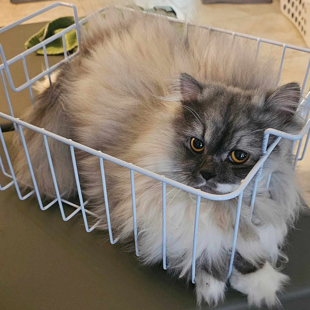 Claus Paws Noel joined the competition — help win amazing prizes! animal, basket, cat, close_up, cute, domestic_animal, eyes, face, feline, fluffy, fur, gray, indoor, paws, pet, relaxed, resting, whiskers, white, wire_basket