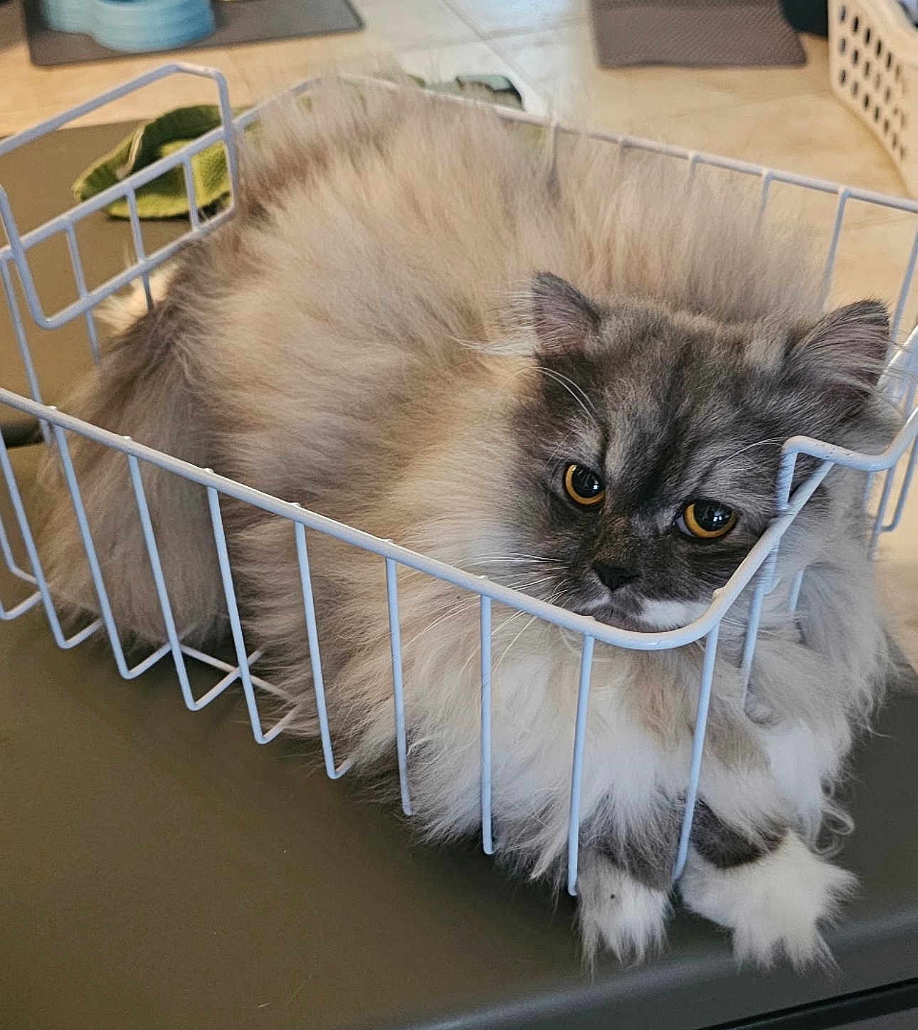 Claus Paws Noel joined the competition — help win amazing prizes! animal, basket, cat, close_up, cute, domestic_animal, eyes, face, feline, fluffy, fur, gray, indoor, paws, pet, relaxed, resting, whiskers, white, wire_basket