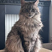 Pakita a rejoint le concours — aidez-le/la à gagner de superbes lots ! cat, feline, maine_coon, long_hair, fluffy, whiskers, ears, paws, sitting, wooden_table, indoor, radiator, mantelpiece, food_bowl, gray_fur, tabby, portrait, pet, regal, furniture