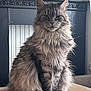 cat, feline, maine_coon, long_hair, fluffy, whiskers, ears, paws, sitting, wooden_table, indoor, radiator, mantelpiece, food_bowl, gray_fur, tabby, portrait, pet, regal, furniture