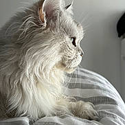 Luciole participe au concours pour gagner de l'argent avec cette photo : cat, pet, fluffy, long_fur, white_fur, whiskers, ear, paw, profile, closeup, bed, bedding, striped_blanket, indoor, soft_light, portrait, relaxed, feline, cozy, curious