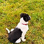 Aslan participe au concours pour gagner de l'argent avec cette photo : dog, puppy, black_and_white, border_collie_like, grass, lawn, collar, outdoors, sitting, back_view, profile, fur, pet, young, playful, nature, field, small_animal, greenery, vacation_feel