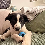 Aslan participe au concours pour gagner de l'argent avec cette photo : dog, puppy, black_and_white, toy, couch, blanket, pillow, indoor, living_room, clock, globe, home_decor, soft_texture, paw, nose, fur, portrait, cute, relaxed, pet