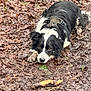 Una a rejoint le concours — aidez-le/la à gagner de superbes lots ! dog, border_collie, mud, wet_fur, leaves, forest_floor, harness, brown_eyes, stick, nature, outdoors, portrait, paw, nose, lying_down, muddy, attentive, animal, pet, canine