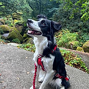 Una participe au concours pour gagner de l'argent avec cette photo : dog, border_collie, black_and_white, harness, leash, sitting, outdoor, forest, trees, mossy_rocks, nature, portrait, happy, attentive, canine, trail, paw, fur, smile, greenery