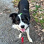 dog, border_collie, pet, leash, red_leash, gravel, outdoor, nature, tongue_out, happy, canine, black_and_white, ears, eyes, collar, walking, pavement, leaves, grass, portrait