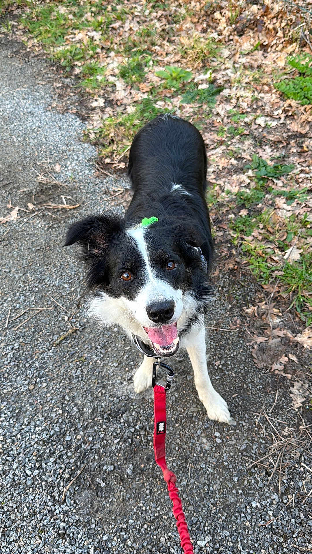 Una a rejoint le concours — aidez-le/la à gagner de superbes lots ! dog, border_collie, pet, leash, red_leash, gravel, outdoor, nature, tongue_out, happy, canine, black_and_white, ears, eyes, collar, walking, pavement, leaves, grass, portrait