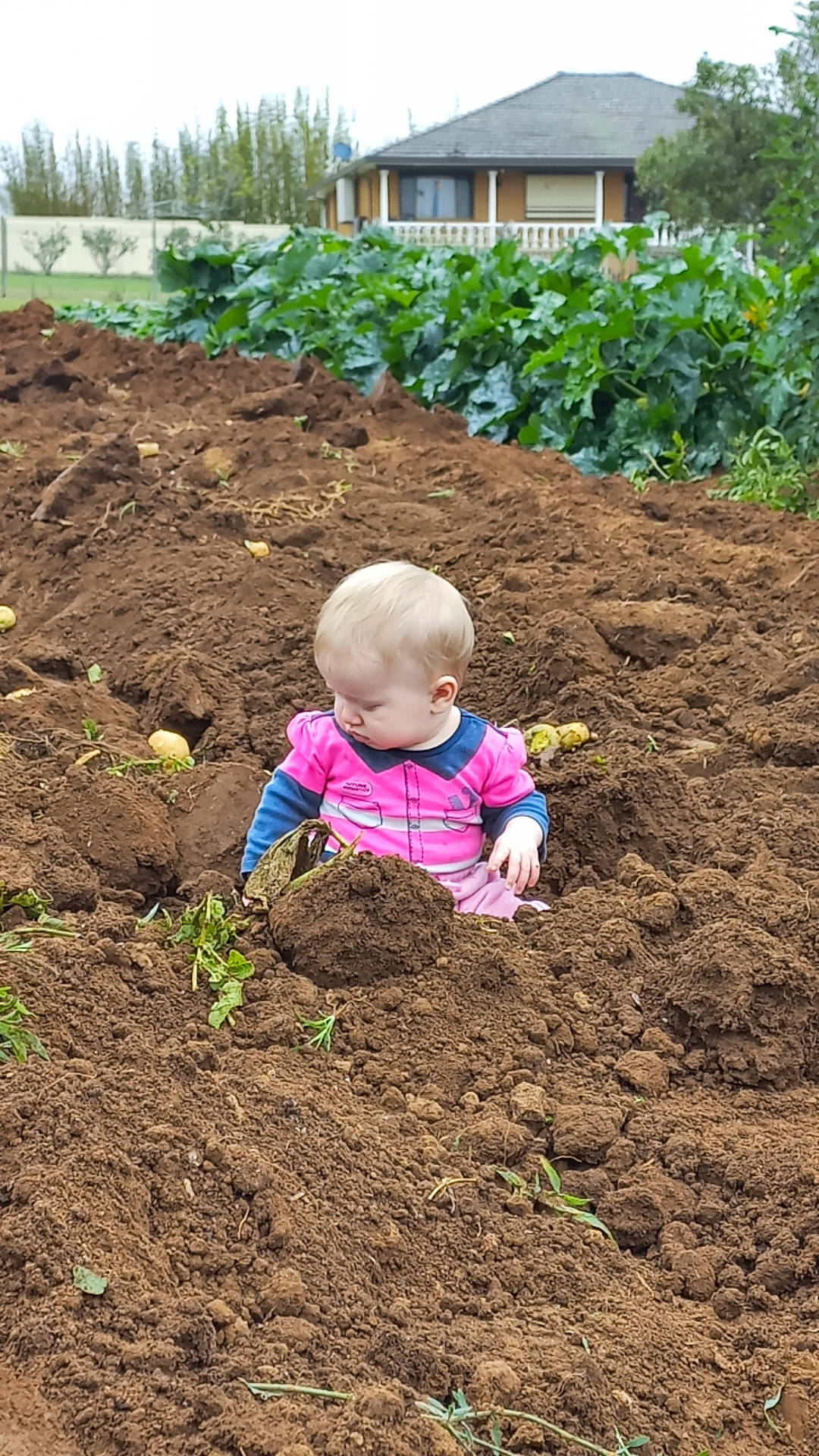 Lucinda joined the competition — help win amazing prizes! agriculture, baby, baby_toddler_clothing, compost, farmworker, field, garden, gardening, grass, grass_family, groundcover, house, landscape, people_in_nature, person, plant, plantation, soil, toddler, tree