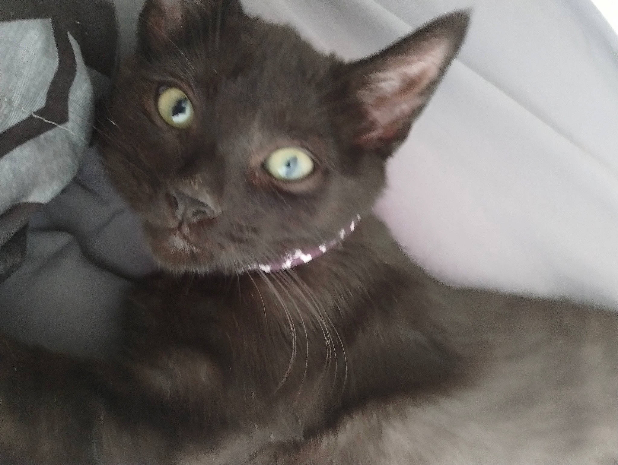 Eric is registered to the contest to win money with this photo: black_cat, bombay, carnivore, cat, domestic_short_haired_cat, ear, felidae, fur, havana_brown, small_to_medium_sized_cats, terrestrial_animal, whiskers