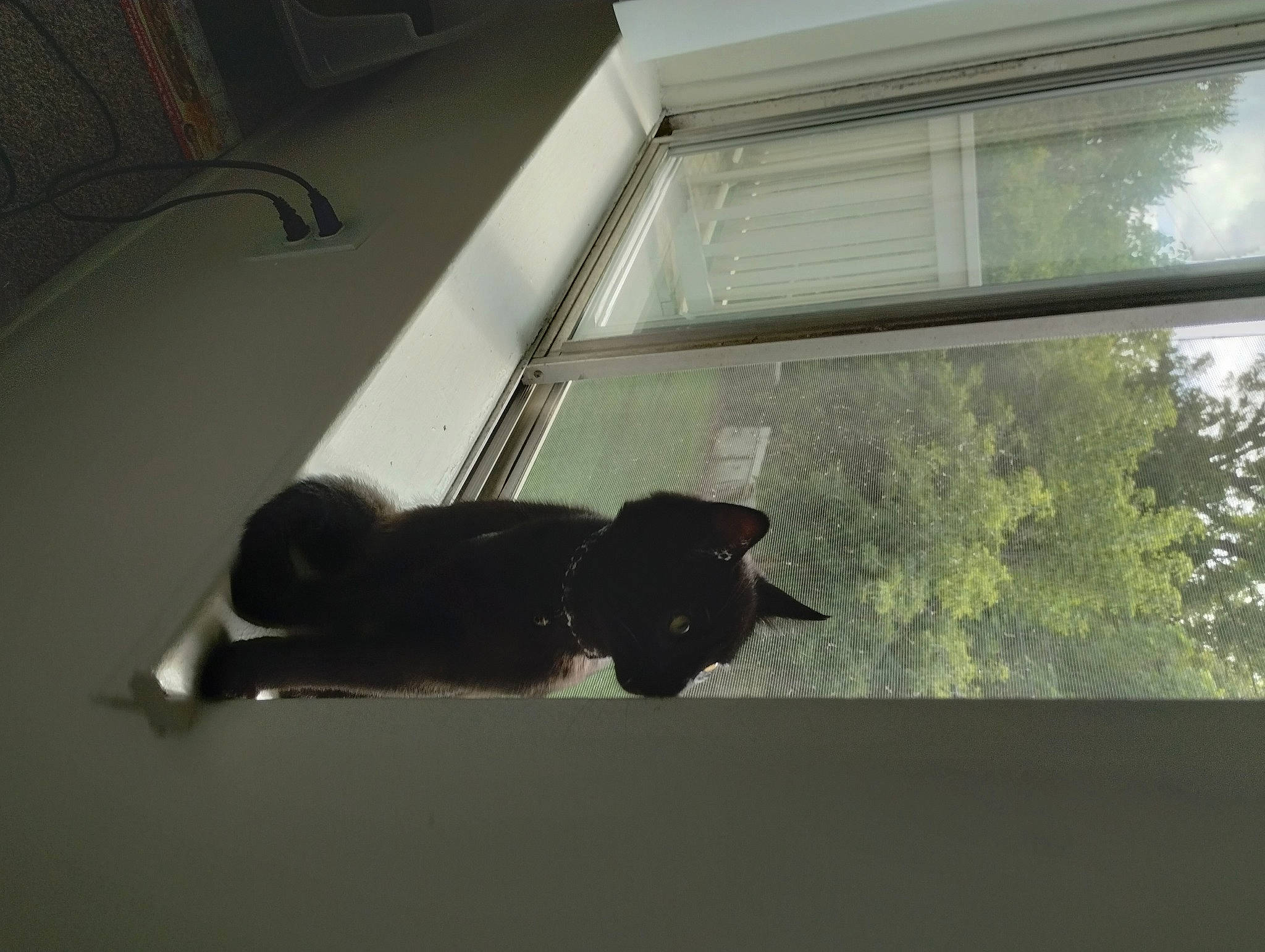 Eric joined the competition — help win amazing prizes! black_cat, bombay, carnivore, cat, felidae, glass, hardwood, house, rectangle, room, sash_window, shade, shadow, small_to_medium_sized_cats, sporting_group, tail, tints_and_shades, tree, window, wood