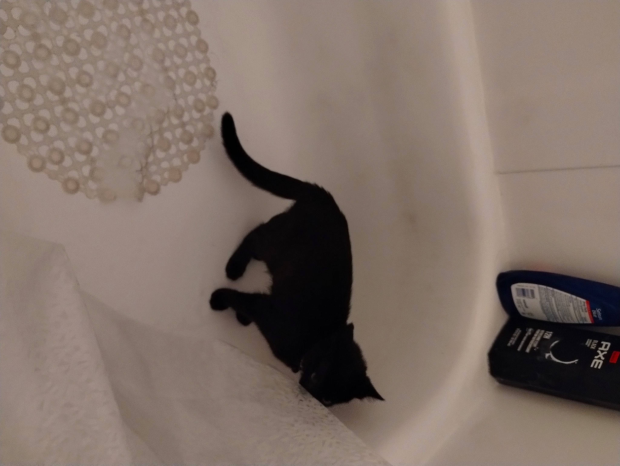 Eric is registered to the contest to win money with this photo: canidae, carnivore, cat, claw, dog_breed, felidae, floor, flooring, fur, gauge, grey, linens, measuring_instrument, paw, room, scale, shadow, small_to_medium_sized_cats, tail, whiskers