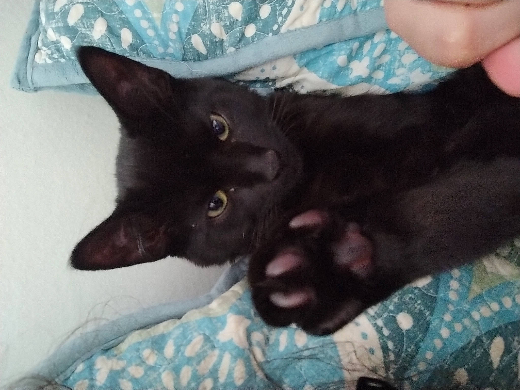 Eric joined the competition — help win amazing prizes! black_cat, blue, bombay, carnivore, cat, claw, comfort, domestic_short_haired_cat, electric_blue, felidae, fur, gesture, havana_brown, pattern, small_to_medium_sized_cats, thumb, whiskers