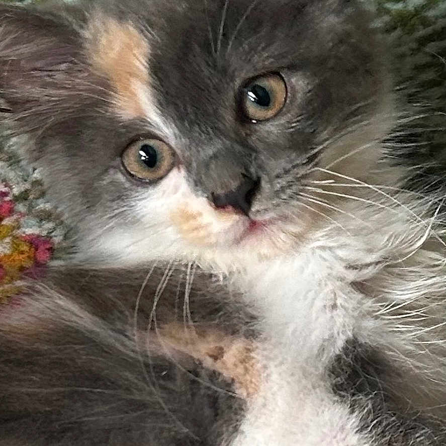Leia