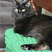 Wednesday is registered to the contest to win money with this photo: black_cat, cat, pet, feline, green_eyes, fur, whiskers, blanket, textured_blanket, leather_couch, furniture, wood, indoor, resting, relaxed, close_up, animal, domestic_animal, cozy, home