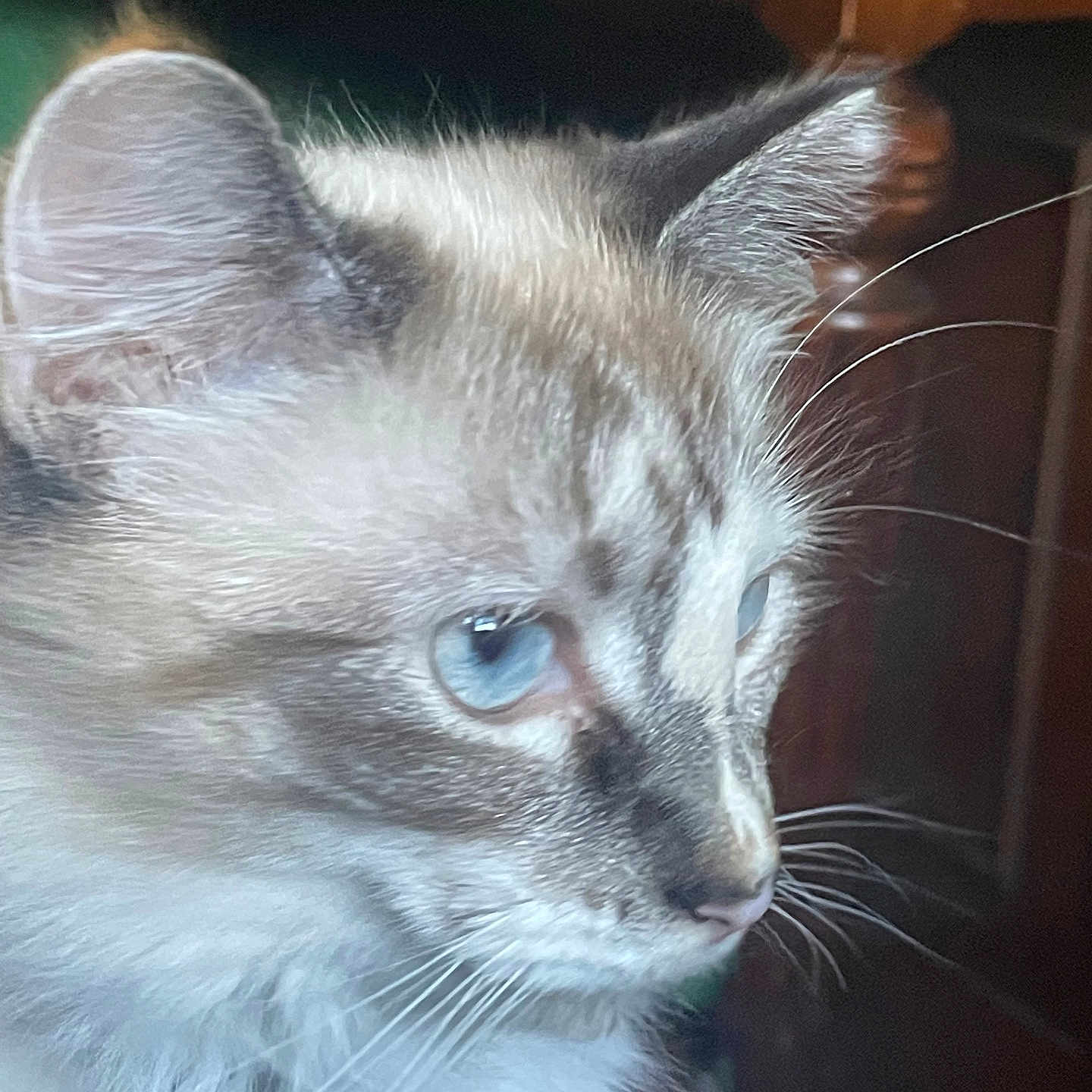 Vivienne