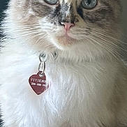 Vivienne is registered to the contest to win money with this photo: animal, blue_eyes, cat, close_up, collar, ears, face, fluffy, fuzzy, gray_fur, heart_tag, indoors, kitten, long_hair, name_tag, pet, portrait, sitting, whiskers, white_fur