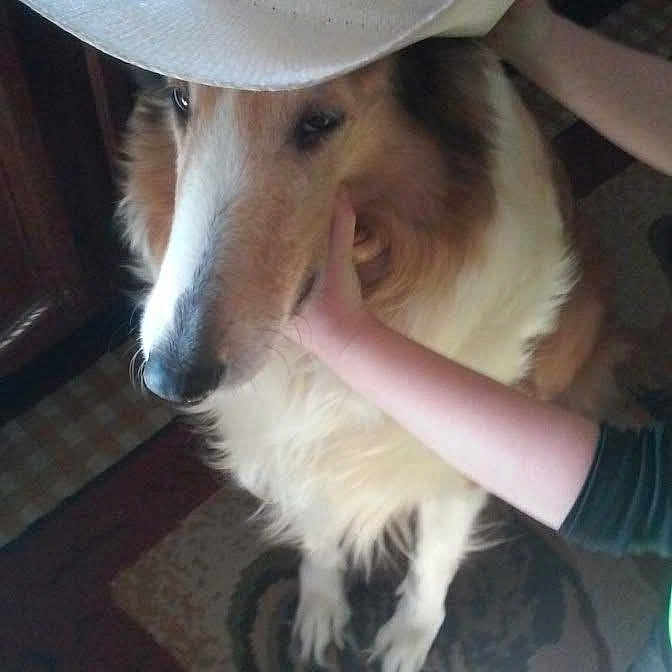 Farrah is registered to the contest to win money with this photo: dog, cowboy_hat, pet, animal, indoor, carpet, hand, fur, long_snout, calm, gentle, brown, white, person, holding, sitting, hat, canine, domestic_animal, portrait