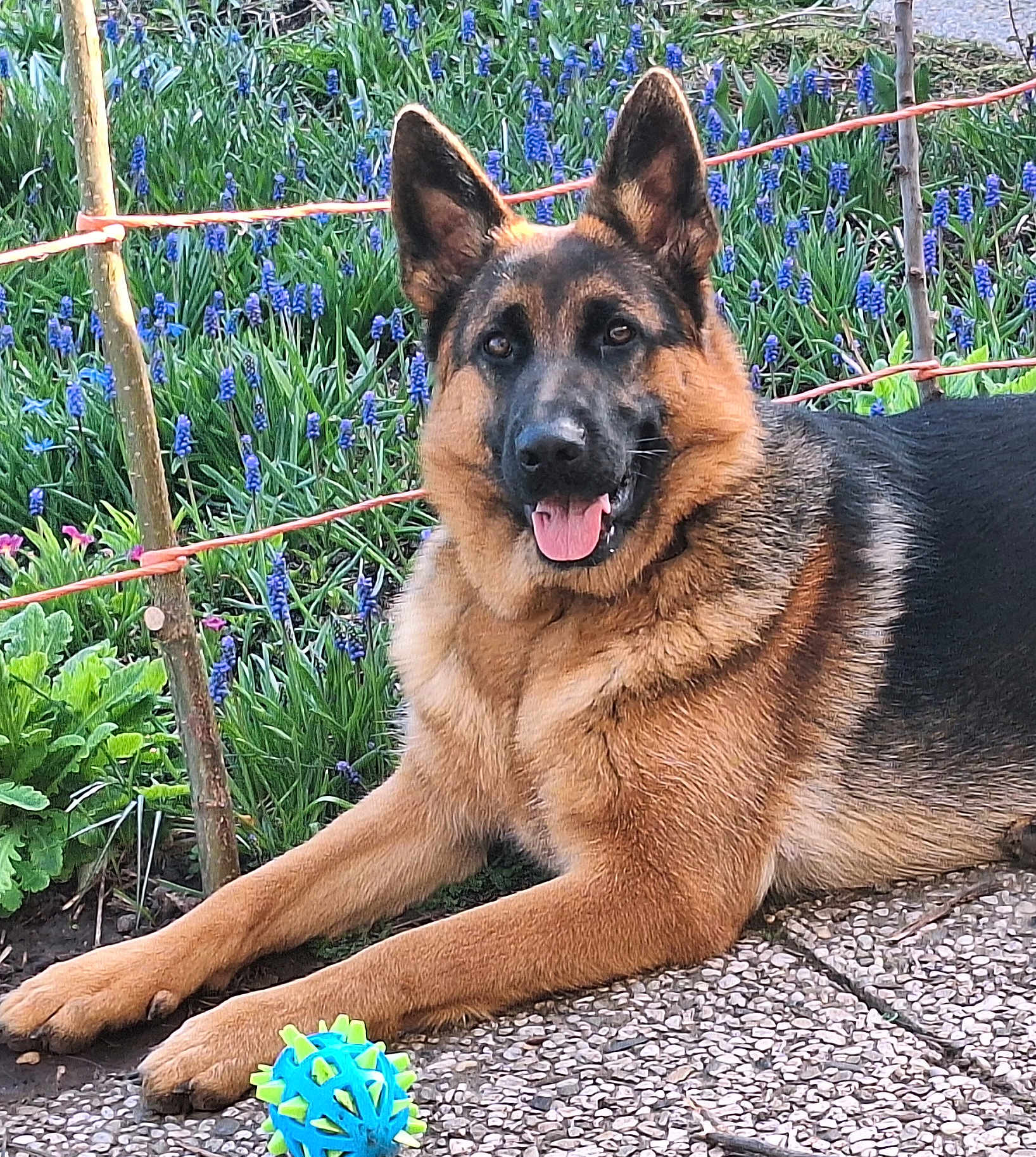 Yris participe au concours pour gagner de l'argent avec cette photo : dog, german_shepherd, pet, canine, tongue_out, toy_ball, garden, purple_flowers, paws, fur, ears, face, outdoor, pavement, stone_path, vegetation, barrier, spring, portrait, happy