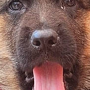 Yris a rejoint le concours — aidez-le/la à gagner de superbes lots ! dog, puppy, german_shepherd, close_up, portrait, tongue, nose, fur, eyes, mouth, panting, collar, whiskers, pet, canine, young, cute, black_fur, brown_fur, face
