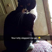 Josie joined the competition — help win amazing prizes! cat, black_and_white, sitting, indoor, wall, light_switch, patterned_surface, pet, feline, whiskers, ears, cute, animal, domestic_cat, looking_back, shadow, snapchat, text_overlay, funny, candid